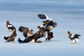 Group of eagles on ice. Steller`s sea Birds feeding fish in the snow lake. Animal behaviour in winter.eagles, Haliaeetus pelagicu