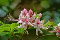 Close-up of a Group of early Azalea Flowers Ã¢â¬â Rhododendron prinophyllum