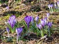 Group of  early spring bright violet crocus flowers in different sizes bloom in sunlight between green leaves Royalty Free Stock Photo