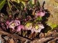 Group of Early spring flowers Purple hellebore