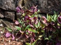 Group of early spring flowers Purple hellebore (helleborus purpurascens) Royalty Free Stock Photo