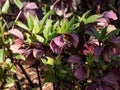 Group of early spring flowers Purple hellebore (helleborus purpurascens) Royalty Free Stock Photo