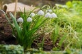 Group of early spring snowflake flowers, leucojum vernum Royalty Free Stock Photo