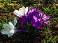 Group of early spring violet and white crocus flower blooms in sunlight in the morning Royalty Free Stock Photo