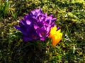 Group of early spring violet and yellow crocus flower blooms in sunlight in the morning Royalty Free Stock Photo