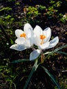 Group of early spring white crocus flower blooms in sunlight in the morning Royalty Free Stock Photo