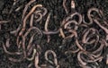 Group of earthworms in black soil as background, top view. Gardening concept.