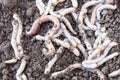 Group of earthworms in black soil as background, top view.