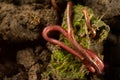 Group of earthworms on freshwater algae