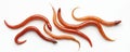 Group of earthworms wriggle on white surface. Reddish brown annelids appear glossy, segmented. These creatures are live bait for Royalty Free Stock Photo