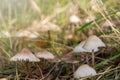 Group of earthy inocybe wild poisonous mushrooms Royalty Free Stock Photo