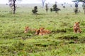 Group of East African lionesses Panthera leo preparing to hunt