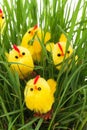 Group of easter chickens in a grass
