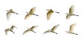 Group of Eastern Cattle egret Bubulcus coromandus flying on whitel background. Bird, Wild Animals