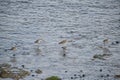 A group of Eastern Curlews standing in water at low tide Royalty Free Stock Photo