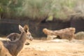 A group of Eastern gray kangaroo Royalty Free Stock Photo