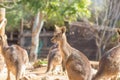 A group of Eastern gray kangaroo Royalty Free Stock Photo