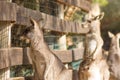 A group of Eastern gray kangaroo Royalty Free Stock Photo