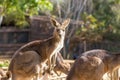 A group of Eastern gray kangaroo in the zoo, Royalty Free Stock Photo