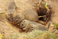 Group of Eating Ground Squirrels