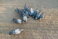 Group of eating pigeons, top view, birds on city asphalt