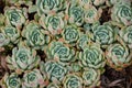 Group of echeveria atlantis a plant of the family of succulents and cactus.