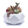 Group of Echeveria and Pachyveria opalina Succulent house plants in a pot