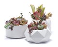 Group of Echeveria and Pachyveria opalina Succulent house plants in a pot