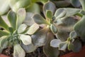 Group of Echeveria Succulents in Pot