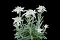 Group of Edelweiss flowers with furry petals and leaves on black background. Edelweiss is a mountain flower rare flowering plant
