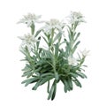 Group of Edelweiss flowers with furry petals and leaves isolated on white background. Edelweiss is a mountain flower rare