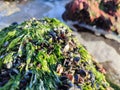 Group of edible common mussels or mollusks on sea rock Royalty Free Stock Photo