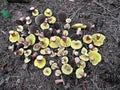 Group of edible mushrooms on spruce needles - Xerocomellus chrysenteron commonly known as red cracking bolete