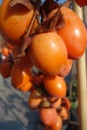 Group edible ripe persimmon fruits in the shape of orange-colored cluster and heart-shaped. Royalty Free Stock Photo