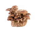 Group of edible Shiitake mushrooms, Lentinula edodes growing on log, isolated on white background.