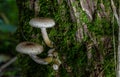 Group of edible wild mushrooms - honey agaric. Family of mushrooms. Fairy forest, the soft moss