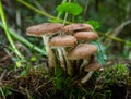 Group of edible wild mushrooms - honey agaric. Family of mushrooms. Fairy forest, the soft moss