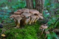 Group of edible wild mushrooms - honey agaric. Family of mushrooms. Fairy forest, the soft moss