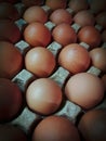 A group of egg on egg tray Royalty Free Stock Photo
