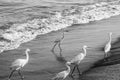 Egret birds walking on beach Royalty Free Stock Photo