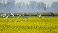 A group of egrets flying inside a mustard flower field Royalty Free Stock Photo