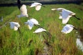 A group of egrets are flying over a rice field Royalty Free Stock Photo