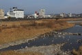 Egrets gathered at the Kuma River in Japan