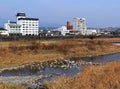 Egrets gathered at the Kuma River in Japan