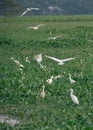 A group of Egrets inside a wetland. Royalty Free Stock Photo