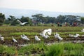 A group of egrets in the paddy field Royalty Free Stock Photo