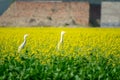 A group of Egrets standing inside a mustard flower field. Royalty Free Stock Photo