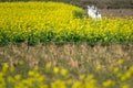 A group of Egrets standing inside a mustard flower field Royalty Free Stock Photo