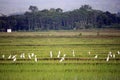 A group of egrets are standing in the paddy field Royalty Free Stock Photo