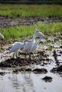 A group of egrets are standing in the paddy field Royalty Free Stock Photo